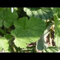 Erodium Pelargoniflorum (fam. Geraniacees) (Asie occidentale & Centrale) (03)